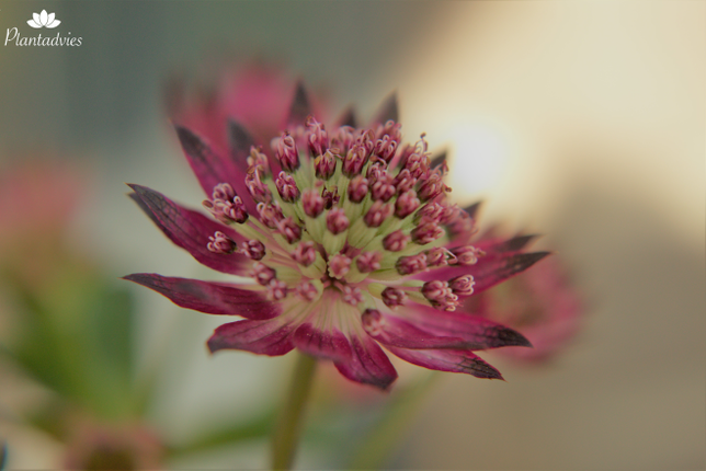 Astrantia Star of Beauty - Zeeuws knoopje