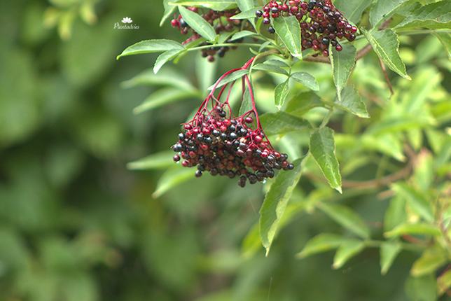 Sambucus Nigra - Gewone vlier