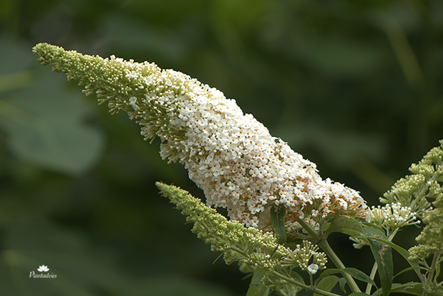 Buddleja - Vlinderstruik