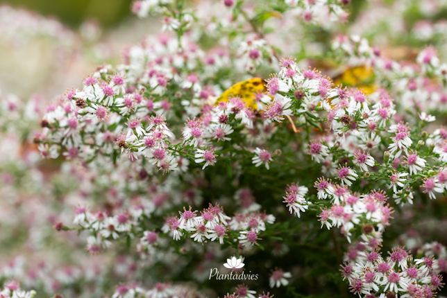 Symphyotrichum lateriflorum - Uitstaande aster