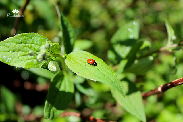 Tweestippelig Lieveheersbeestje - Adalia bipunctata