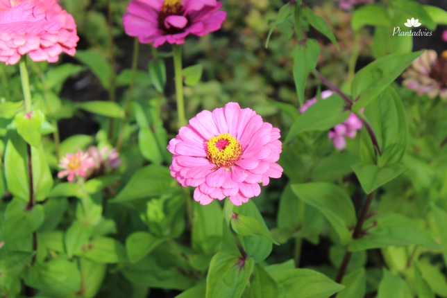 Zinnia elegans - Dahliabloemige Zinnia