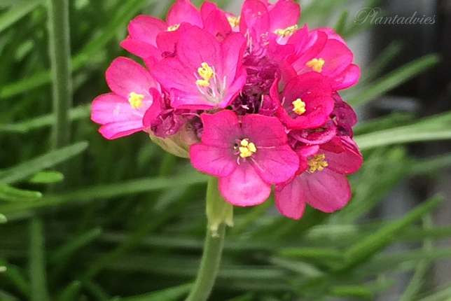 Armeria maritima - Engels gras