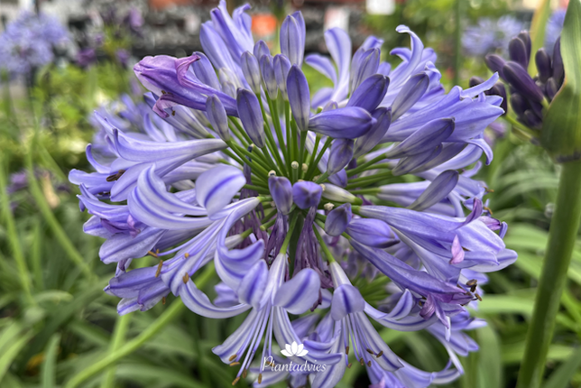 Agapanthus Poppin purple - Afrikaanse lelie