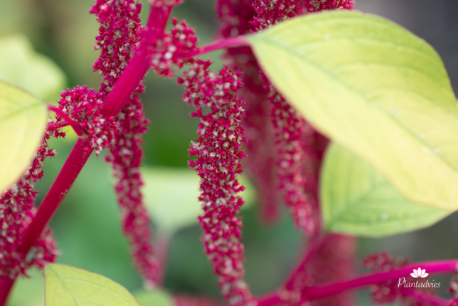 Amaranthus caudatus - Kattenstaartamarant