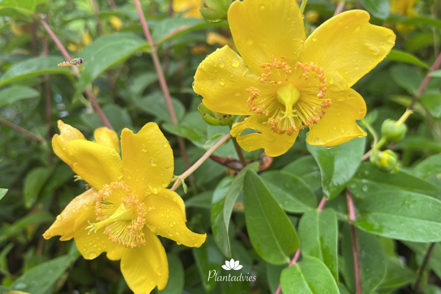 Hypericum Magical Beauty - Hertshooi