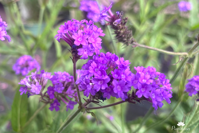 Verbena rigida - Ijzerhard