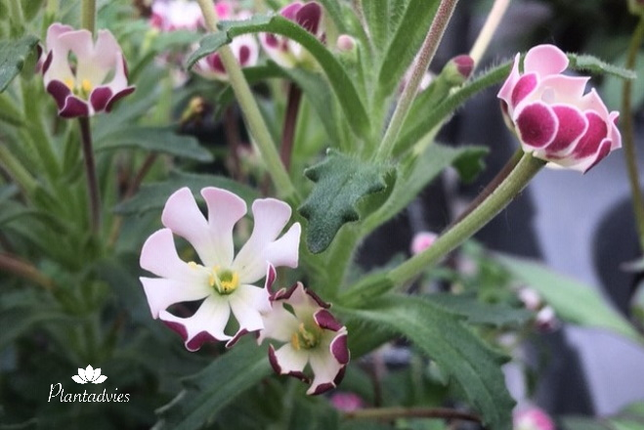 Zaluzianskya ovata - Nachtphlox