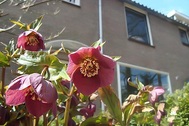 Helleborus 'Atrorubens' - Nieskruid