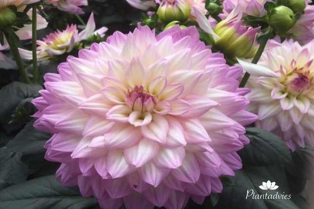 Dhalia hybriden