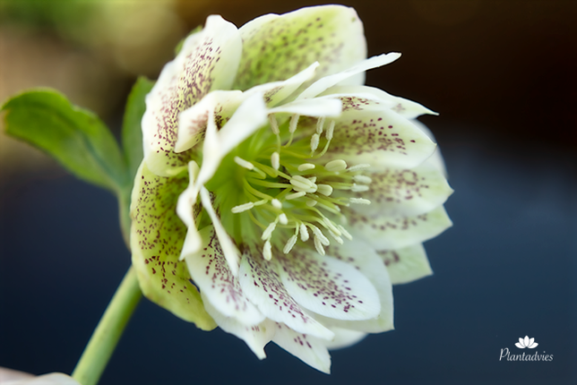 Helleborus Cinderella - Oosters nieskruid