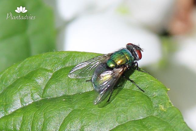 Groene vleesvlieg - Lucillia cuprina