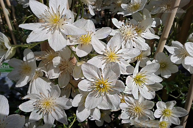 Clematis Early Sensation - Bosrank