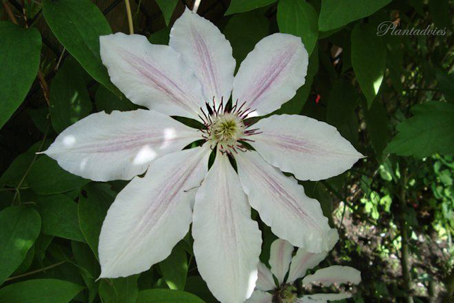 Clematis `Nelly Moser` - Bosrank