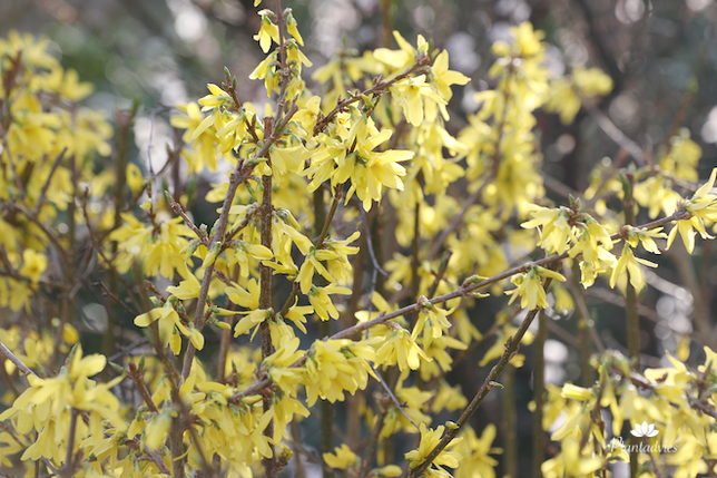 Forsythia - Chinees klokje