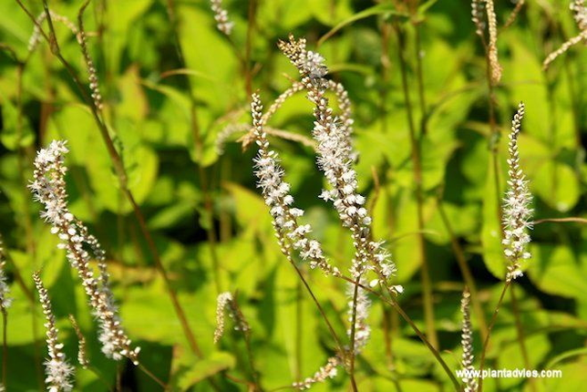 Persicaria amplexicaulis Alba - Duizendknoop - Adderwortel