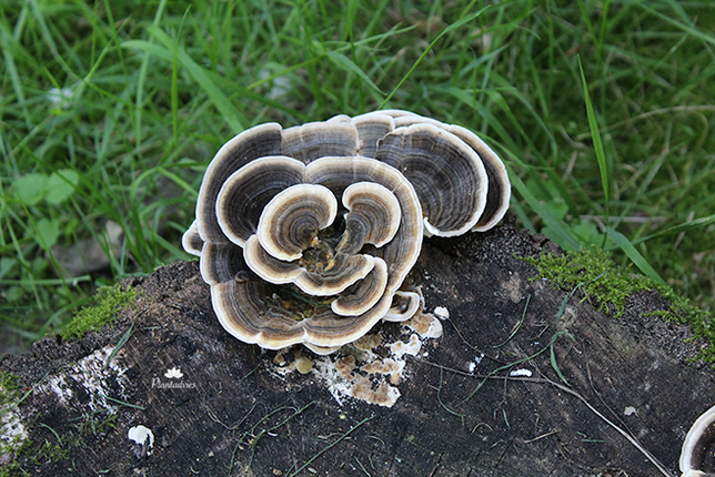 Elfenbankje - Trametes versicolor