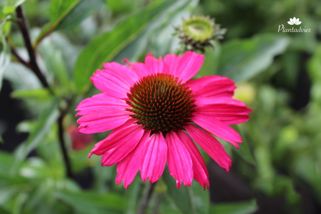 Echinacea purperea sensation pink - Zonnehoed