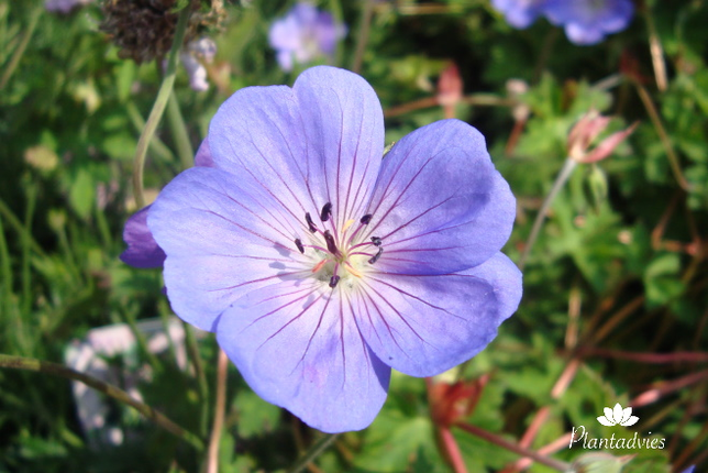 Geranium 'Gerwat' (Rozanne) - Geranium