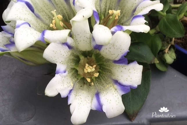 Gentiana x scabra Royal Stripes - Ruwe gentiaan