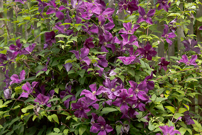 Clematis Viticella - Italiaanse bosrank