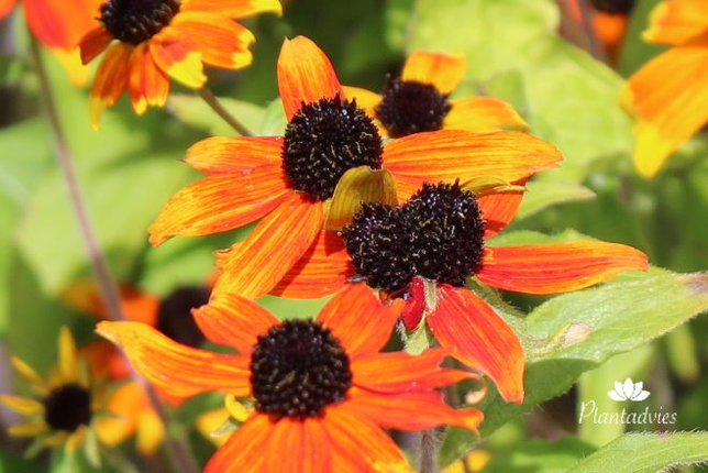 Rudbeckia triloba Prarie Glow - Zonnehoed