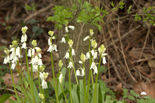 Hyacinthoides hispanica Alba - Spaanse hyacint
