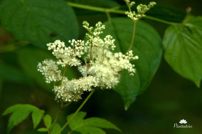 Filipendula rubra `Venust' - Moerasspirea