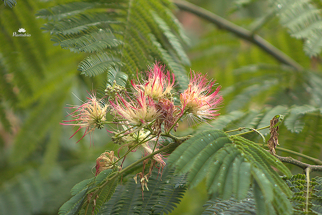 Albizia julibrissin Rozea - Perzische slaapboom