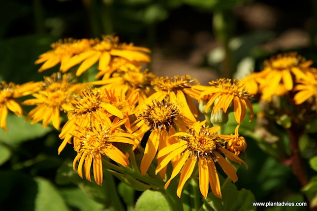 Ligularia dentata Othello - Tongkruiskruid