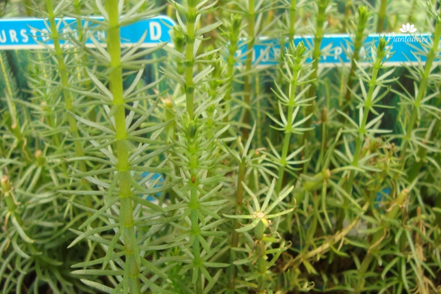 Hippuris Vulgaris - Lidsteng