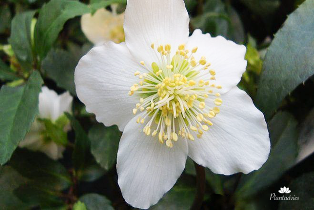 Helleborus niger HGC Josef Lemper - Kerstroos, Nieskruid