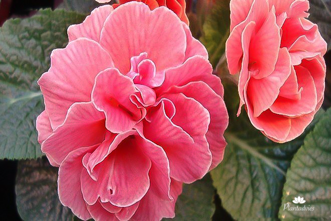 Primula dubbelbloemig - Sleutelbloem