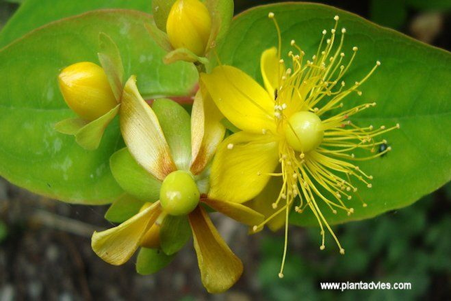 Hypericum inodorum Magical Passion - Hertshooi - Sint-janskruid