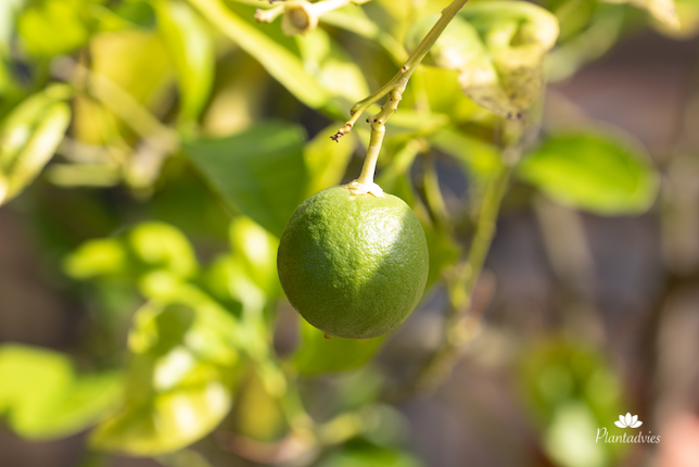 Citrus maxima - Pompelmoes