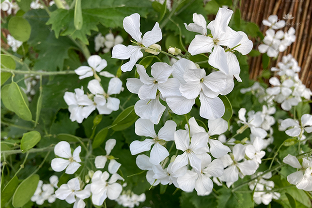 Lunaria annua `Sissinghurst White` - Judaspenning