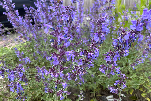Nepeta faassenii - Kattenkruid