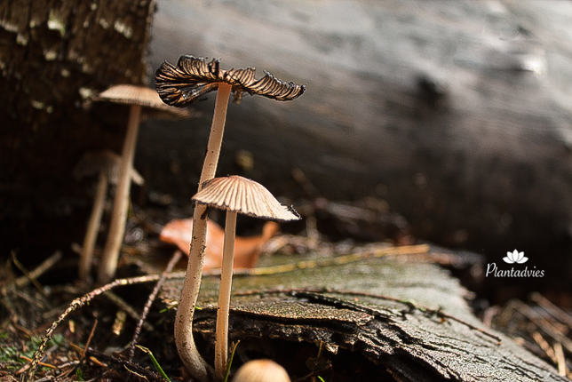 Dennenkleefsteelmycena - Mycena epipterygioides