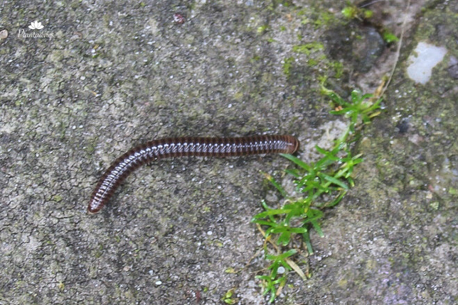 Grote Knotspoot