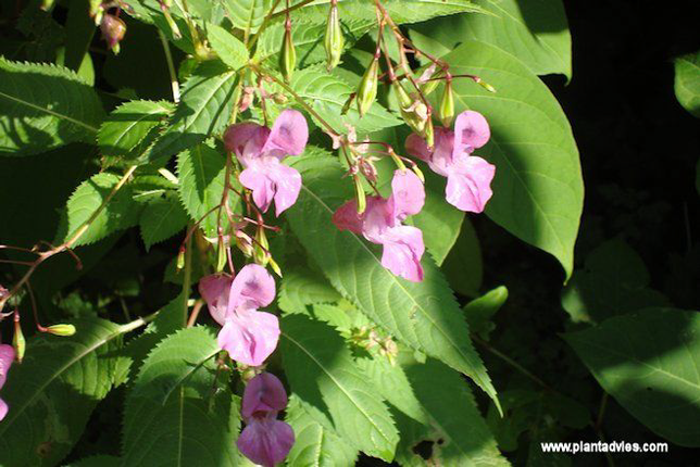 Impatiens glandulifera - Reuzenbalsemien - Springbalsemien