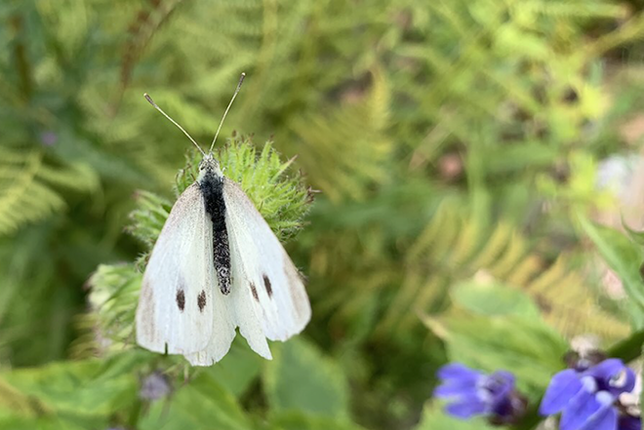 Pieris rapae - Klein koolwitje