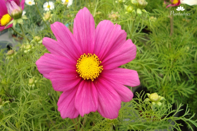 Cosmos bipinnatus - Cosmea