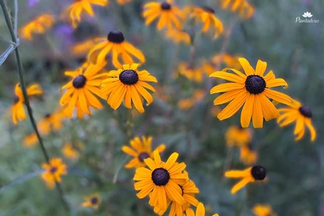 Rudbeckia fulgida Goldsturm - Gele zonnehoed