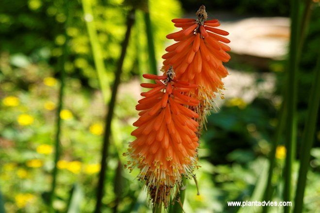 Kniphofia Alcazar - Vuurpijl - Fakkellelie