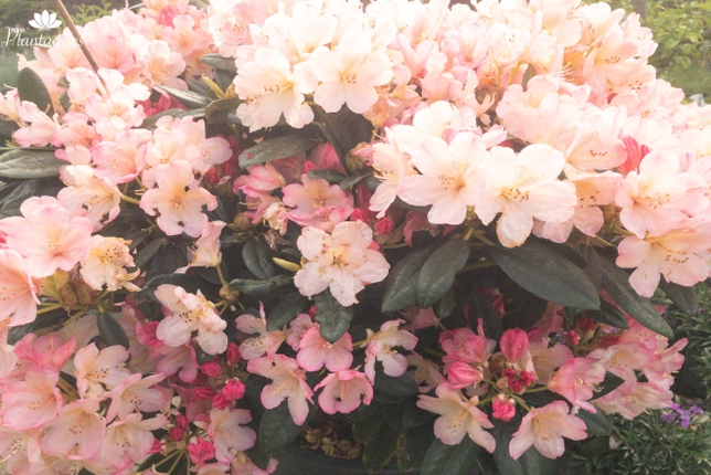 Rhododendron yakushimanum `Percy Wiseman` - Rododendron