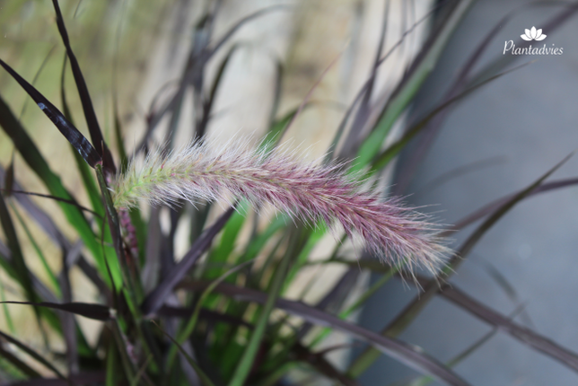 Pennisetum setaceum Rubrum - Lampenpoetsergras