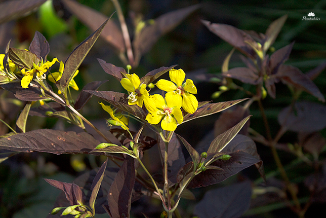 Lysimachia ciliata Firecracker - Wederik