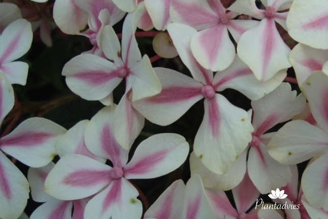 Hydrangea Forever en Ever Peppermint - Hortensia