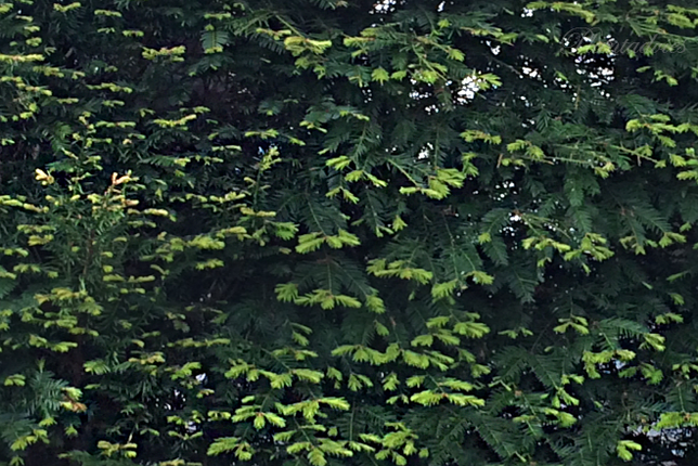 Taxus Baccata - Venijnboom