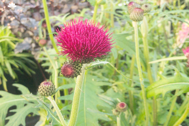 Cirsium rivulare Atropurpureum - Verderdistel